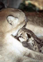 A florida panther and her cub